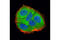 Lactate Dehydrogenase A antibody, 3582T, Cell Signaling Technology, Immunofluorescence image 
