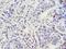 ZFP69 Zinc Finger Protein B antibody, LS-C394529, Lifespan Biosciences, Immunohistochemistry frozen image 