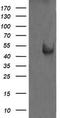 Mitogen-Activated Protein Kinase Kinase 1 antibody, TA505745, Origene, Western Blot image 