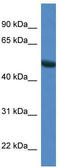 Syntrophin Gamma 1 antibody, TA344834, Origene, Western Blot image 