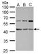 Terminal Nucleotidyltransferase 5C antibody, GTX120834, GeneTex, Western Blot image 