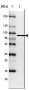 Golgi Associated, Gamma Adaptin Ear Containing, ARF Binding Protein 1 antibody, NBP2-14048, Novus Biologicals, Western Blot image 