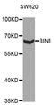 Bridging Integrator 1 antibody, A01551, Boster Biological Technology, Western Blot image 