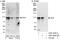  antibody, A301-919A, Bethyl Labs, Western Blot image 