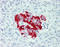 Solute Carrier Family 7 Member 2 antibody, TA317348, Origene, Immunohistochemistry frozen image 