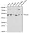 DNA Polymerase Delta 2, Accessory Subunit antibody, 22-502, ProSci, Western Blot image 
