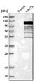 Microtubule Associated Serine/Threonine Kinase Like antibody, HPA027175, Atlas Antibodies, Western Blot image 