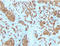 Melan-A antibody, AM50108PU-S, Origene, Immunohistochemistry paraffin image 