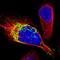 Protein cordon-bleu antibody, NBP1-89616, Novus Biologicals, Immunofluorescence image 