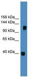 CNTN1 antibody, TA342613, Origene, Western Blot image 
