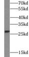 TNF Receptor Superfamily Member 9 antibody, FNab10476, FineTest, Western Blot image 