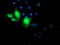 Cytochrome B5 Reductase 3 antibody, LS-C337136, Lifespan Biosciences, Immunofluorescence image 