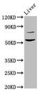 Histone H4 Transcription Factor antibody, LS-C672125, Lifespan Biosciences, Western Blot image 
