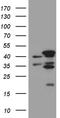 Mitochondrial Fission Regulator 2 antibody, TA811428S, Origene, Western Blot image 