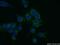 TNF Receptor Associated Factor 3 antibody, 66310-1-Ig, Proteintech Group, Immunofluorescence image 