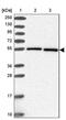 Heat Shock Protein Family A (Hsp70) Member 14 antibody, PA5-61173, Invitrogen Antibodies, Western Blot image 