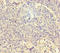 AP-2 complex subunit mu antibody, A54500-100, Epigentek, Immunohistochemistry paraffin image 
