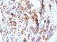Mucin 5AC, Oligomeric Mucus/Gel-Forming antibody, V9051-100UG, NSJ Bioreagents, Flow Cytometry image 