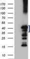 Zinc Finger CCCH-Type Containing 8 antibody, TA808241, Origene, Western Blot image 