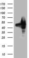 BCL2 Associated Athanogene 5 antibody, CF810628, Origene, Western Blot image 