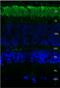 Rhodopsin antibody, SMC-176C, StressMarq, Immunohistochemistry frozen image 