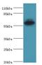 Epoxide hydratase antibody, LS-C369596, Lifespan Biosciences, Western Blot image 