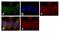 Signal Transducer And Activator Of Transcription 5B antibody, 13-5300, Invitrogen Antibodies, Immunofluorescence image 