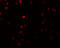 OCIA Domain Containing 2 antibody, 5463, ProSci, Immunofluorescence image 