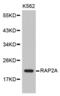 RAP2A, Member Of RAS Oncogene Family antibody, abx002039, Abbexa, Western Blot image 