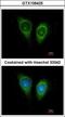 Follistatin Like 1 antibody, GTX106425, GeneTex, Immunofluorescence image 