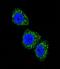 Menin 1 antibody, LS-C100613, Lifespan Biosciences, Immunofluorescence image 