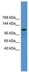 Nuclear factor of activated T-cells, cytoplasmic 1 antibody, TA345589, Origene, Western Blot image 