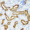 Calbindin 1 antibody, 13-283, ProSci, Immunohistochemistry paraffin image 