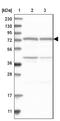Cleavage And Polyadenylation Specific Factor 3 antibody, NBP1-85476, Novus Biologicals, Western Blot image 