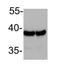GAPDH antibody, TA337137, Origene, Western Blot image 