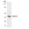 Olfactory Receptor Family 4 Subfamily D Member 1 antibody, LS-C200358, Lifespan Biosciences, Western Blot image 