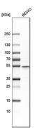 Cysteine Rich Secretory Protein LCCL Domain Containing 2 antibody, HPA030055, Atlas Antibodies, Western Blot image 