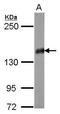 PTPRF Interacting Protein Alpha 2 antibody, GTX119392, GeneTex, Western Blot image 