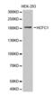 HCFC1 antibody, abx001521, Abbexa, Western Blot image 