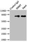 HMP antibody, LS-C678336, Lifespan Biosciences, Immunoprecipitation image 