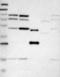 Chondroitin Polymerizing Factor 2 antibody, NBP1-88086, Novus Biologicals, Western Blot image 