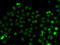 Brain Expressed X-Linked 3 antibody, abx005503, Abbexa, Western Blot image 