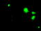 Dihydrofolate Reductase antibody, LS-C114640, Lifespan Biosciences, Immunofluorescence image 