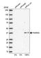 Family With Sequence Similarity 50 Member A antibody, HPA003585, Atlas Antibodies, Western Blot image 