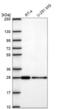 Charged multivesicular body protein 3 antibody, NBP2-68954, Novus Biologicals, Western Blot image 