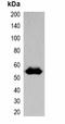EBFP-tag antibody, orb323071, Biorbyt, Western Blot image 