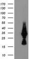 Metabolism Of Cobalamin Associated C antibody, LS-C174064, Lifespan Biosciences, Western Blot image 