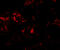 Phospholipase A1 member A antibody, 7059, ProSci, Immunofluorescence image 