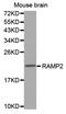 Receptor activity-modifying protein 2 antibody, A04768, Boster Biological Technology, Western Blot image 