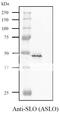 Potassium Calcium-Activated Channel Subfamily M Alpha 1 antibody, 64-001, BioAcademia Inc, Western Blot image 